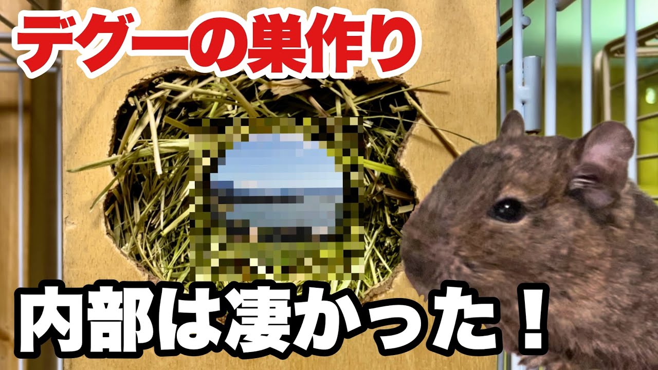 デグー確認用 Degu] A Thorough Investigation of the Nest Box Interior! Beware of