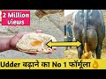 ये राज है गाय भैंस की लेवटी बढ़ाने का|How increase Udder of cow/Buffalo in Dairy farming