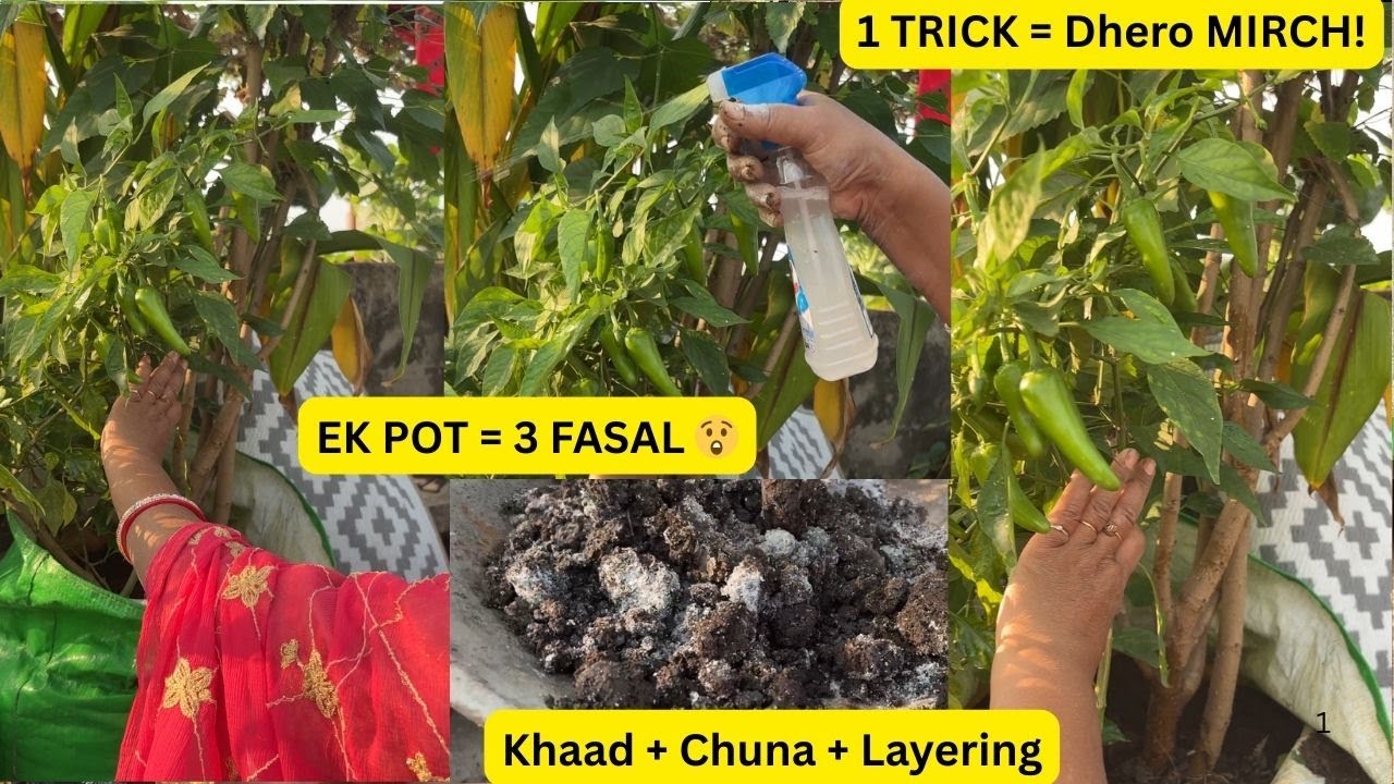 Mirch Par Ye 1 Trick = Bumper Harvesting 🌶️ | Chuna + Khaad Secret | Multilayer Gardening