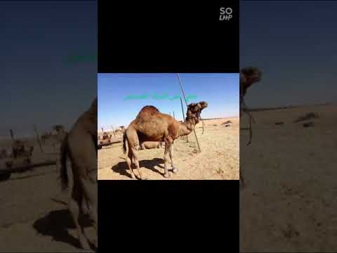 قصيدة على الجمل