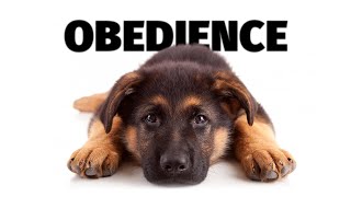 Obedience - Psí sporty - Tlapka TV