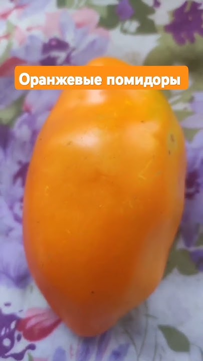 Оранжевые помидоры - YouTube