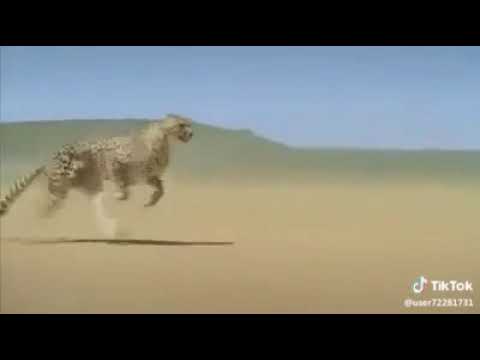 شاهد الفهد مع اعنيه رشاشتك من تكرتك