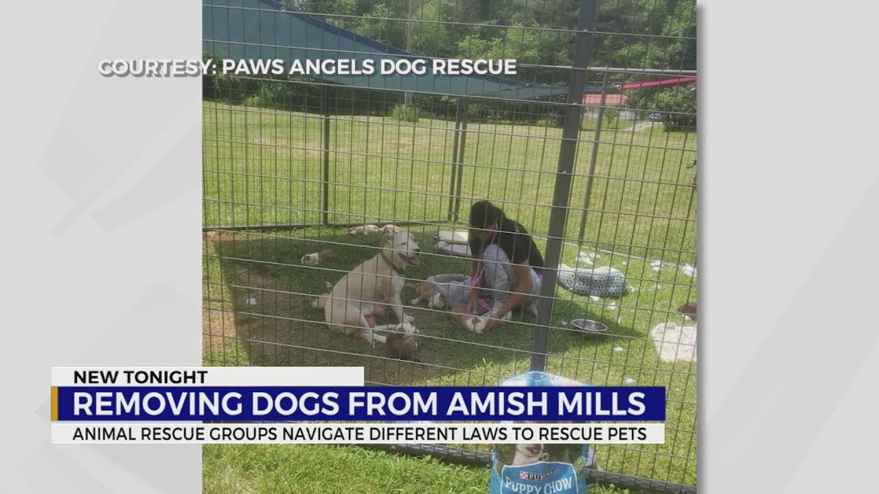 Removing dogs from Amish Mills YouTube
