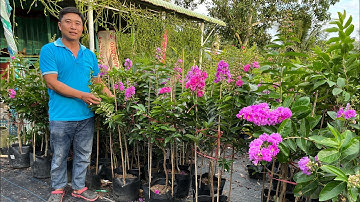 CÂY HOA BẰNG LĂNG THÁI LÁ NHỎ - 0902.456.209 Nam