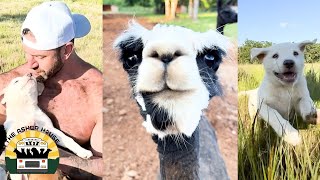Download Lagu The Alpacas have arrived and the fosters from Texas are doing amazing | The Asher House MP3