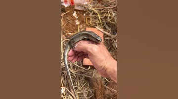 Câu rắn mối về nuôi tập 2