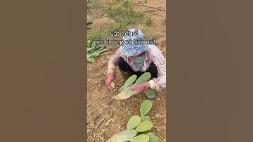 Trồng xương rồng - dễ mà khó? Coi xong clip này là biết cách luôn nha 🌵 #leafking #XươngRồng #Nopal