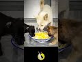 Is This White Dog Too Mean To The Puppy 亞 生 Is This White Dog Too Mean To The Puppy 亞 生