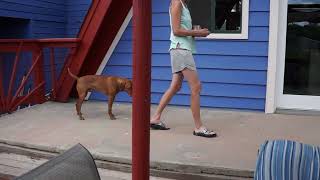 2022 06 06 Blitzen Breakfast Training Session by The Light Of Dog 98 views 1 year ago 5 minutes, 5 seconds