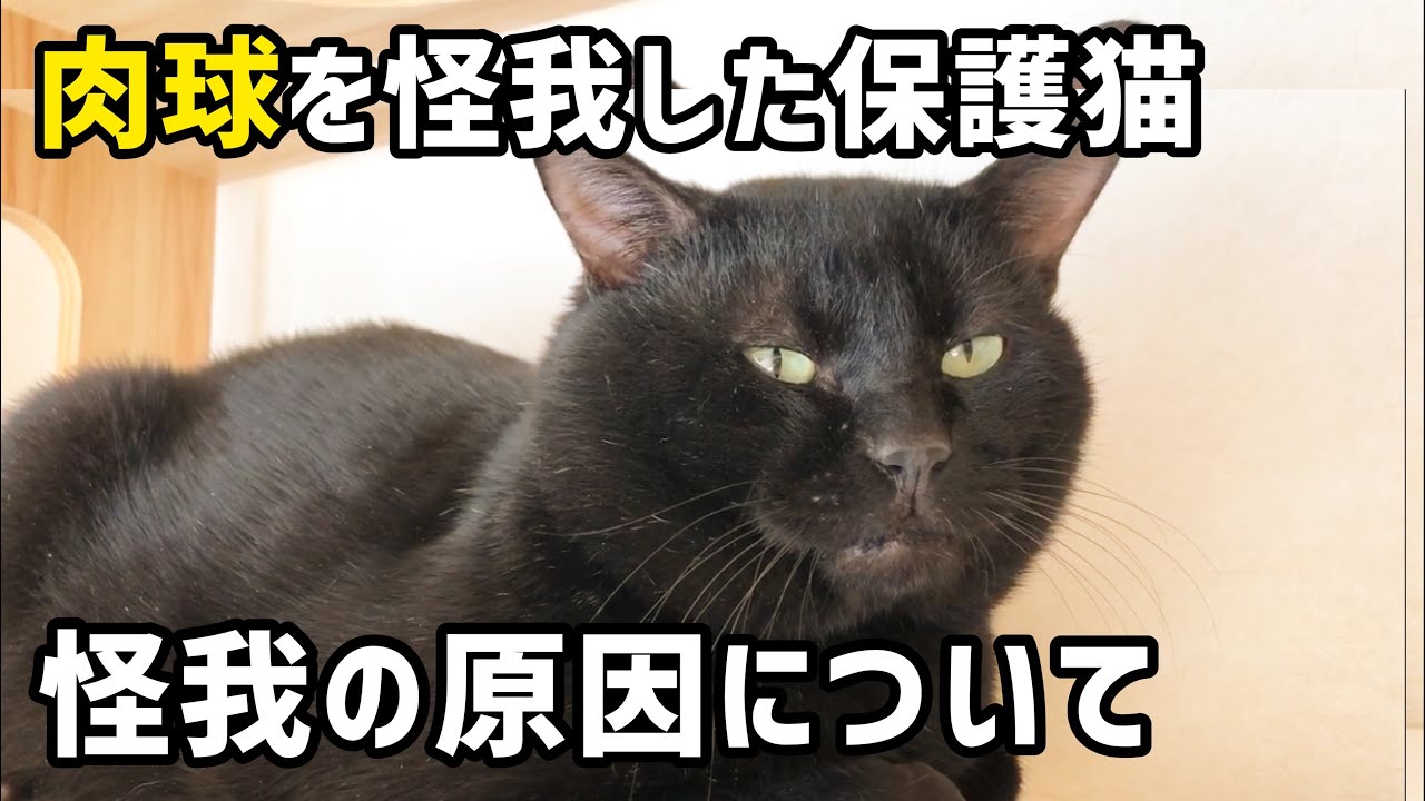 ゴン太の怪我の原因についてお話します Youtube