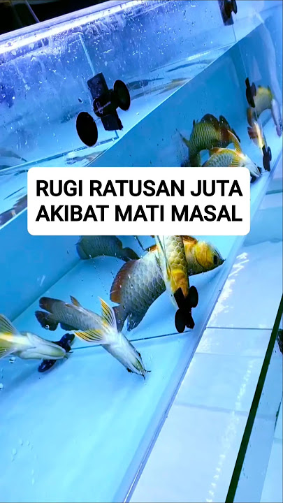 Loss of hundreds of millions due to suddenly changing the water in the arowana fish aquarium #fis...