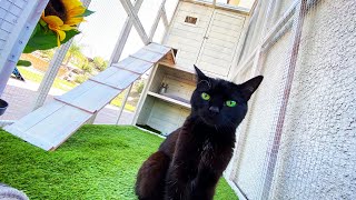 We Built an EPIC Outdoor MANSION for our cat! *CUTE*