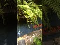 Wishing #fish #shortvideo #shorts #koi #coins #fishpond #cleaning