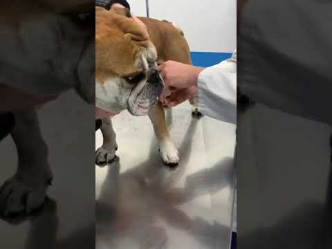 Video: Come usare Avon Skin So Soft su un cane per il controllo delle pulci e zecche