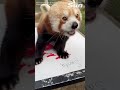 Red panda paints &#39;letter to Santa&#39; at San Francisco Zoo #shorts