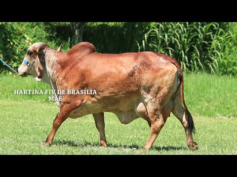 LOTE 04   BASA 454