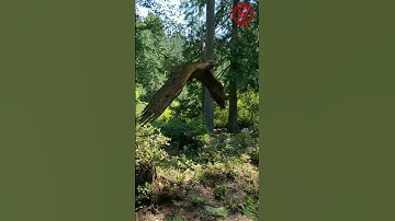 ARloopa - Eagle - 3D Model