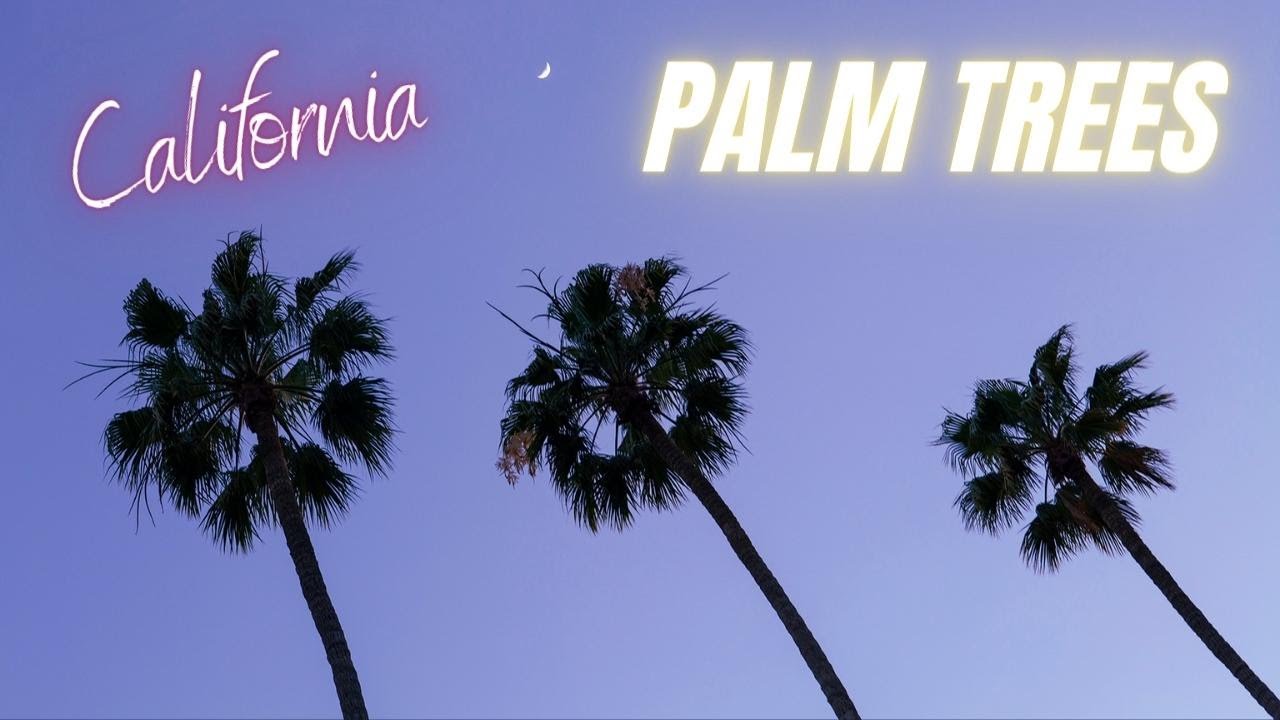 Best Place to Photograph Palm Trees in Los Angeles