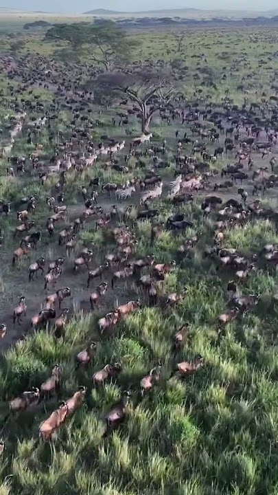 Warm up before Migration start Nothern Serengeti #tanzania #wildlife #masaimaranationalpark