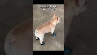 Frenchie Breaking In New Shoes Be Like 🐶 @Thejessiishow #Themanniishow.com/Series