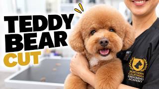 How to Groom the Perfect Puppy Teddy Bear Cut
