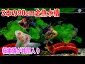 【金魚】3本の90cm金魚水槽の紹介。桜東錦が仲間入り。