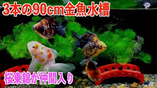 【金魚】3本の90cm金魚水槽の紹介。桜東錦が仲間入り。