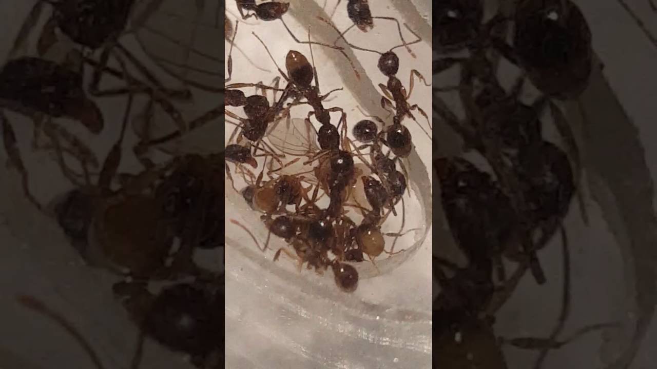 Aphanogaster picea ants eating a fruit fly. Ants eating! YouTube