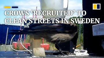 Wild crows trained to pick up cigarette butts in Swedish street cleaning project