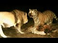 Peleas reales entre tigre vs len 2022  len vs tigre