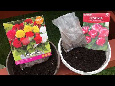 Video: Cómo Cultivar Begonia A Partir De Semillas En Casa