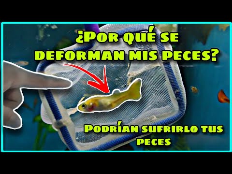 Video: ¿Puedo atrapar la tuberculosis de mi pez mascota?