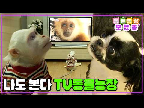 [#모았동물농장] 본방사수부터 재방송까지 야무지게 챙겨봅니다📺 아 물론 저희집 강아지가요🐕 #TV동물농장 #AnimalFarm #SBSstory