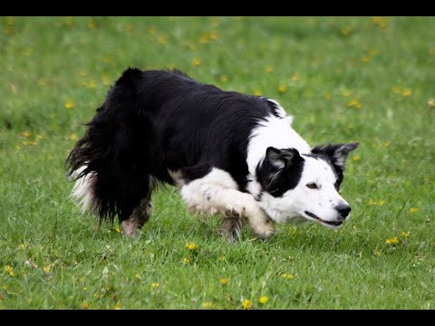 JLM Border Collies. JLM Chloe - YouTube