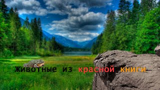 Животные из красной книги. Рассказы для детей!