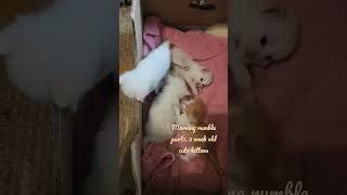 3 week old kittens are getting feisty with each other during the morning rumble part1