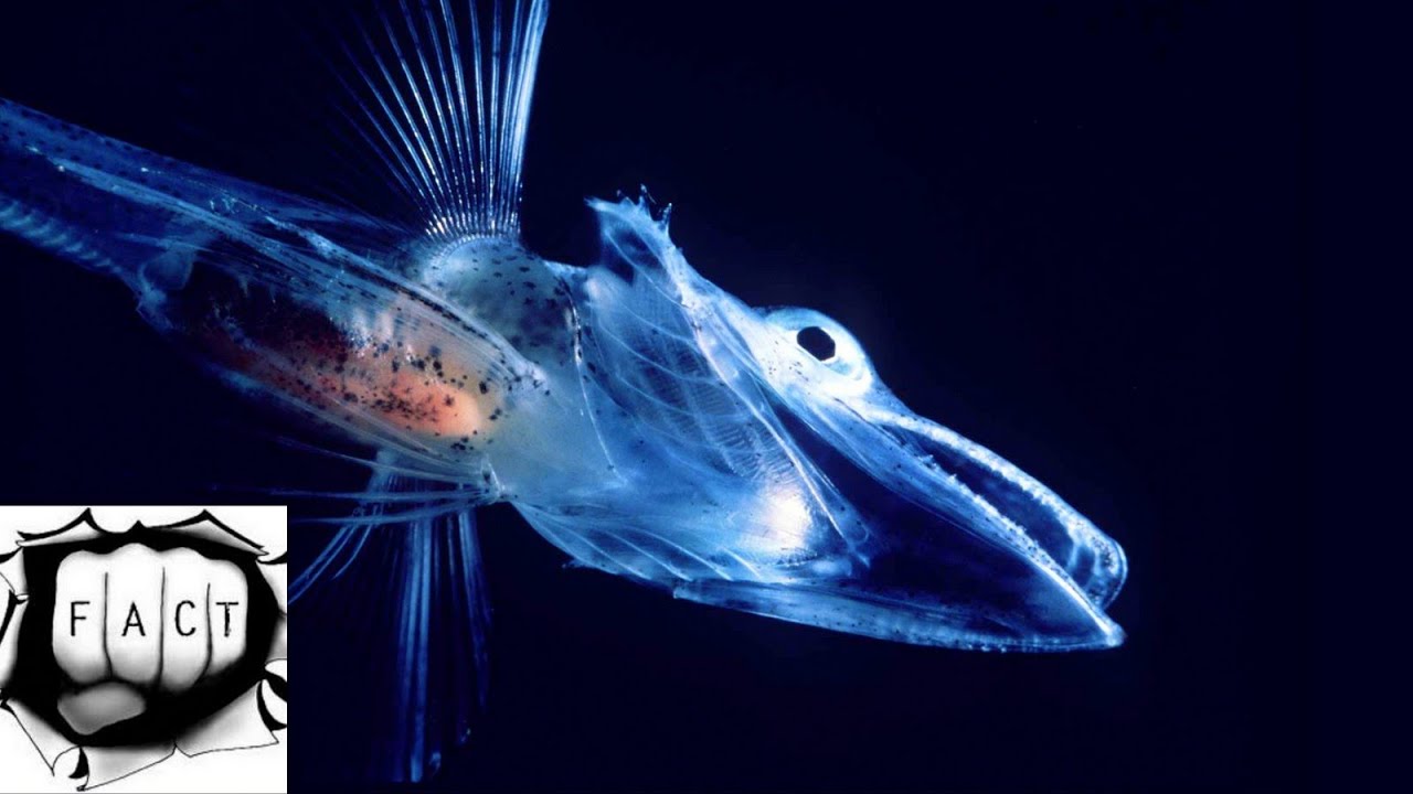 Top 10 Amazing Transparent Animals on Earth