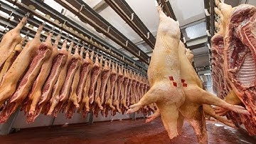 Modern Ultra Chicken Meat Processing Factory, Amazing Food Processing Machines