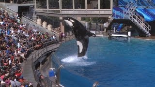 Famous SeaWorld orca Tilikum dies