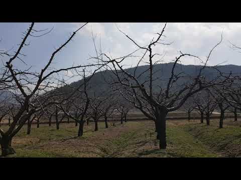 살구(하코드) 수형 -수양버들수형 만들기...