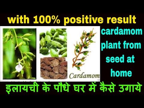 how-to-grow-cardamom-plant-from-seed-at-home-|-elaichi-plant-benefits-for-vastu-and-medicine-at-home