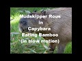 Capybara eating bamboo in slow motion