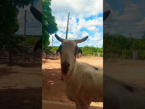 ACHAMOS NO BRASIL O BODE MAIS SABIDO DO SERTÃO PERNAMBUCANO #sertão #nordeste #pernambuco