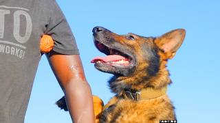 HOW I TRAINED MY GERMAN SHEPHERD SABLE PROTECTION,TRACKING AND POLICEWORK - ANDREW MICHUKI screenshot 1