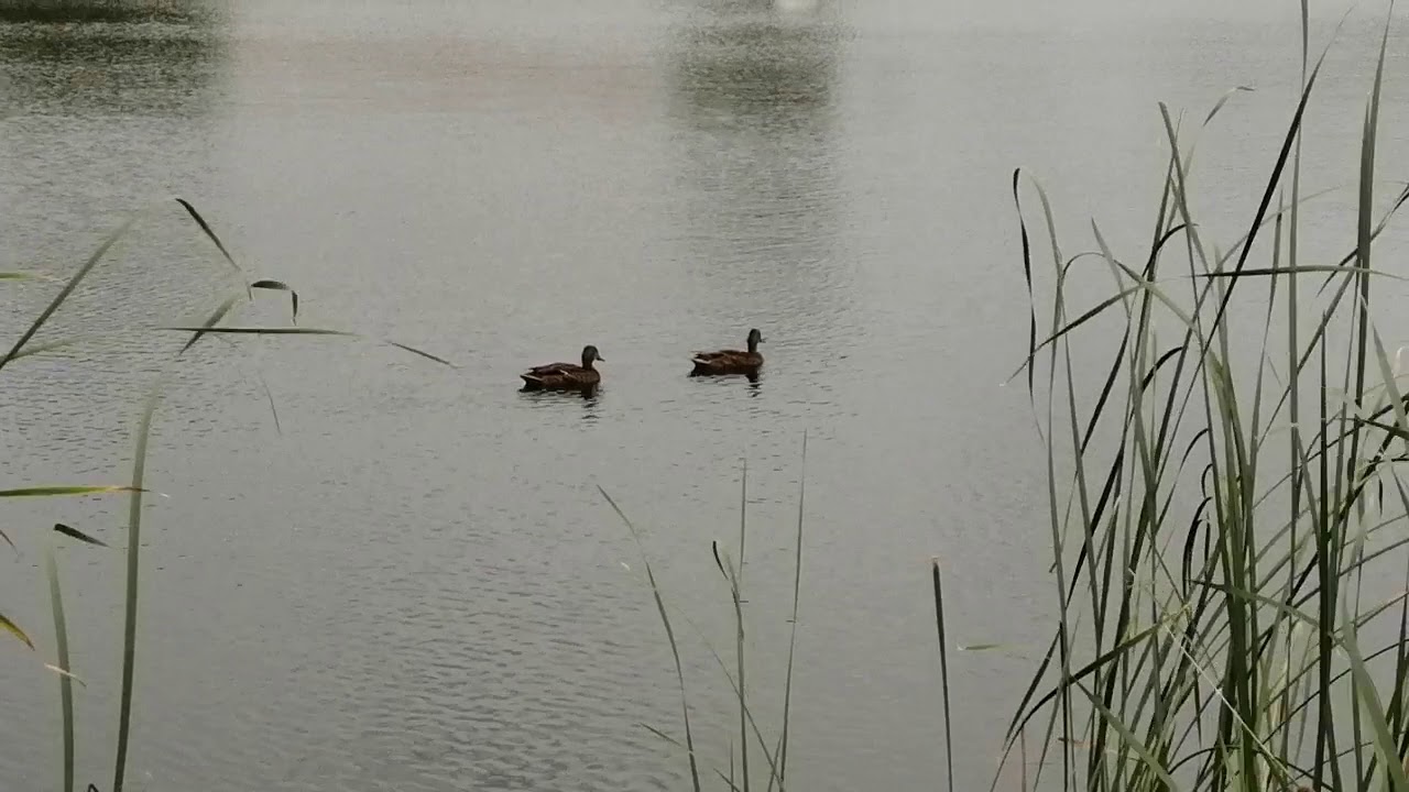 Озеро сакулино новокуйбышевск Озеро сакулино новокуйбышевск