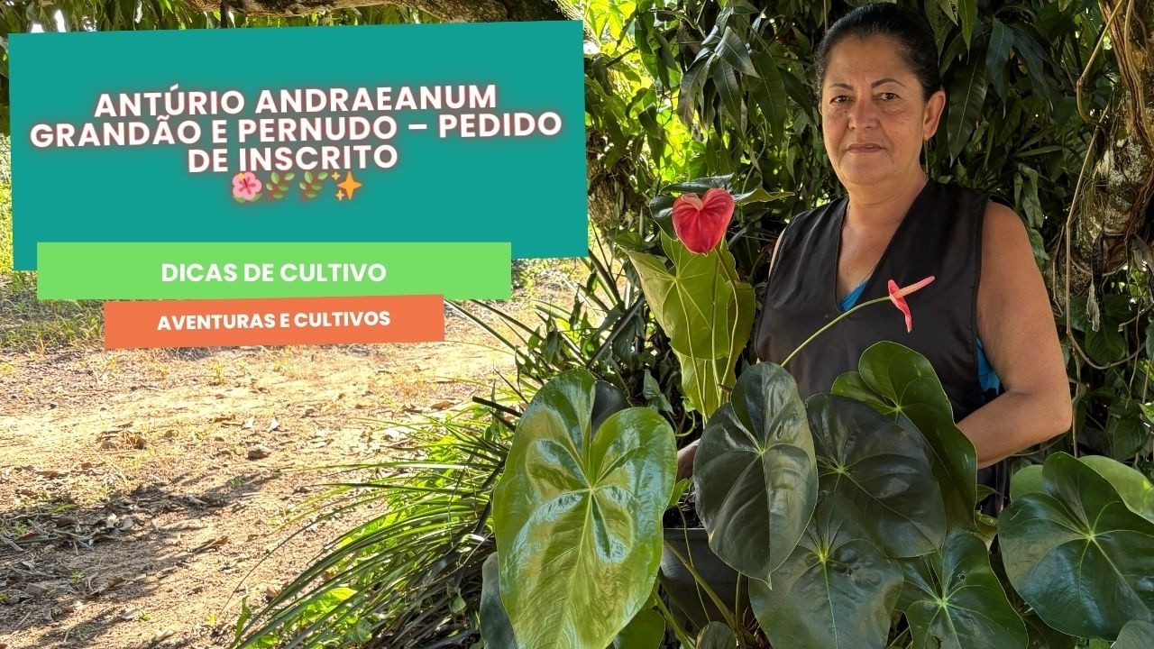 Antúrio Andraeanum Grandão e Pernudo – Pedido de Inscrito 🌺🌿
