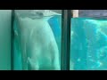 ぁあぁ〜😑モモ太くん もう少し‥😅　 ホッキョクグマの仔　男鹿水族館GAOにて　2026年8月13日