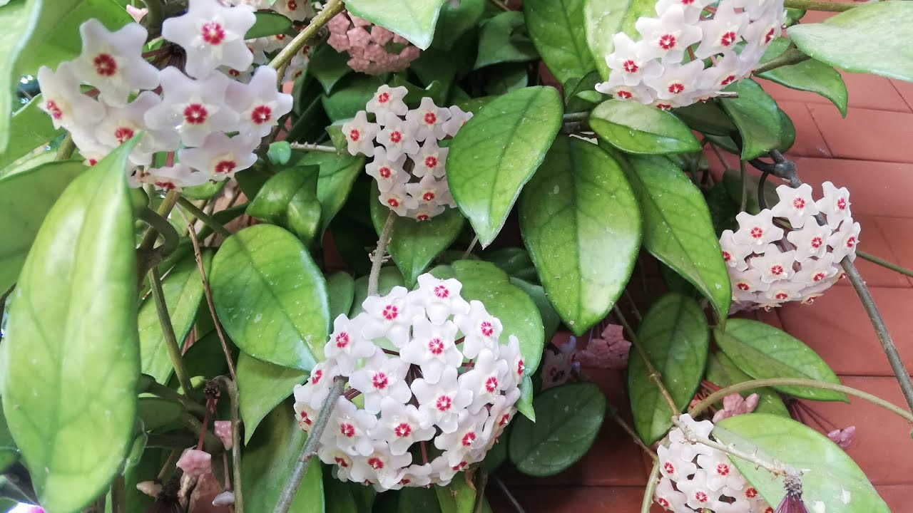 СЕКРЕТ, КОТОРЫЙ ДЕЛАЕТ НАШ ВОСКОВЫЙ ЦВЕТОК (ХОЙЮ) ВОСТОРЖЕННЫМ!