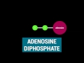 Understanding ATP: The Powerhouse of Cells